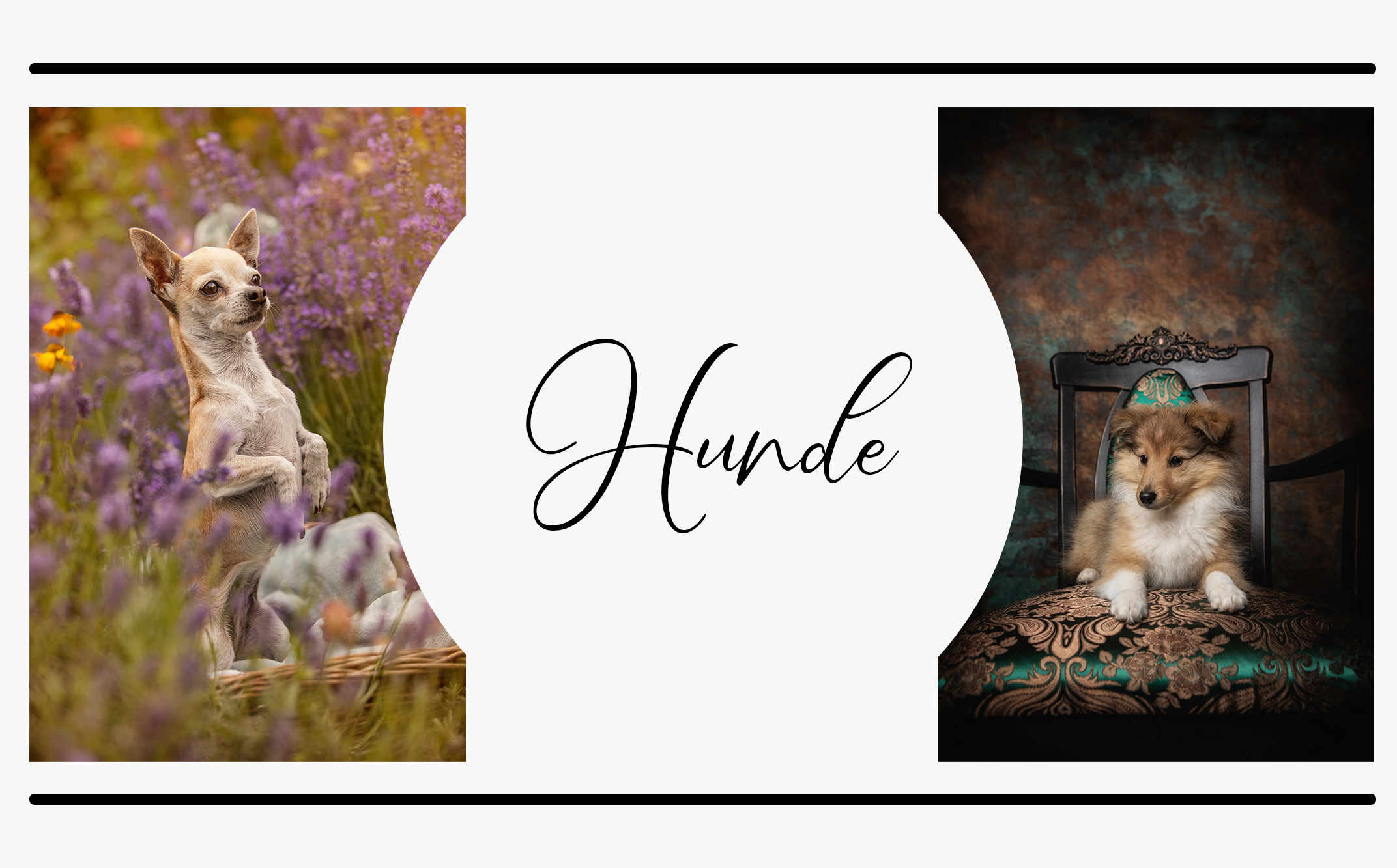 headerhunde6